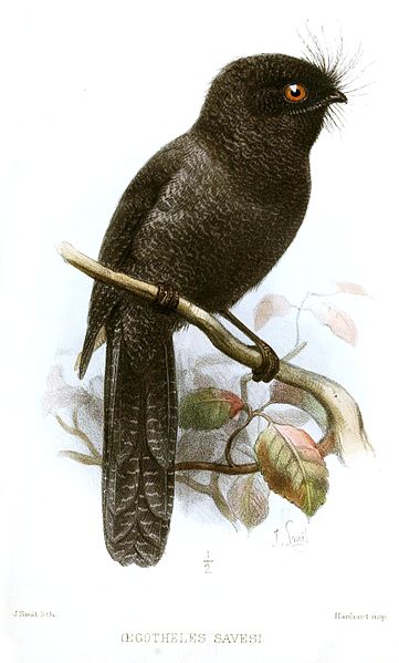 Schwarzrückenschwalm (Joseph Smit)