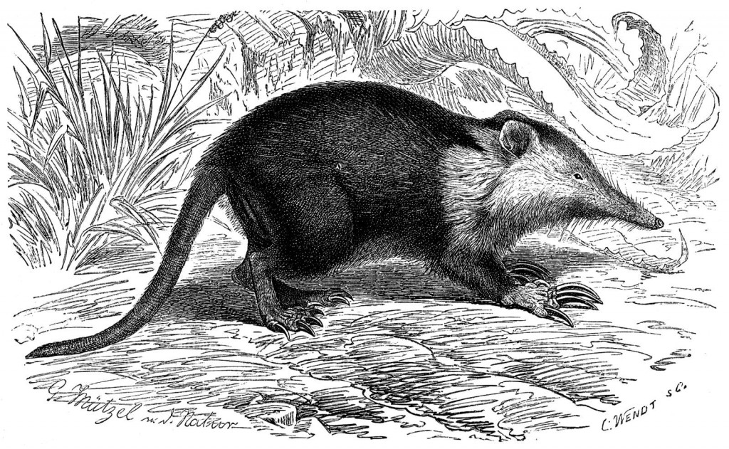 Kubanischer Schlitzrüssler (Brehms Tierleben) Der BeutelwolfBlog