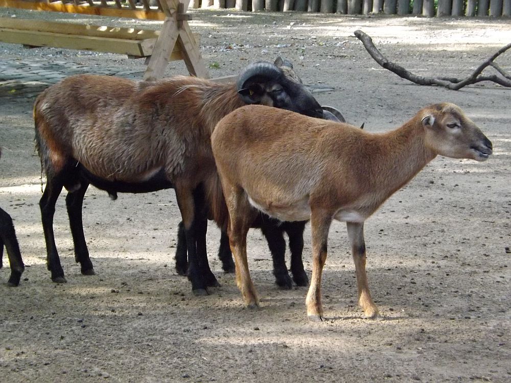 Kamerunschaf (Zoo Duisburg)