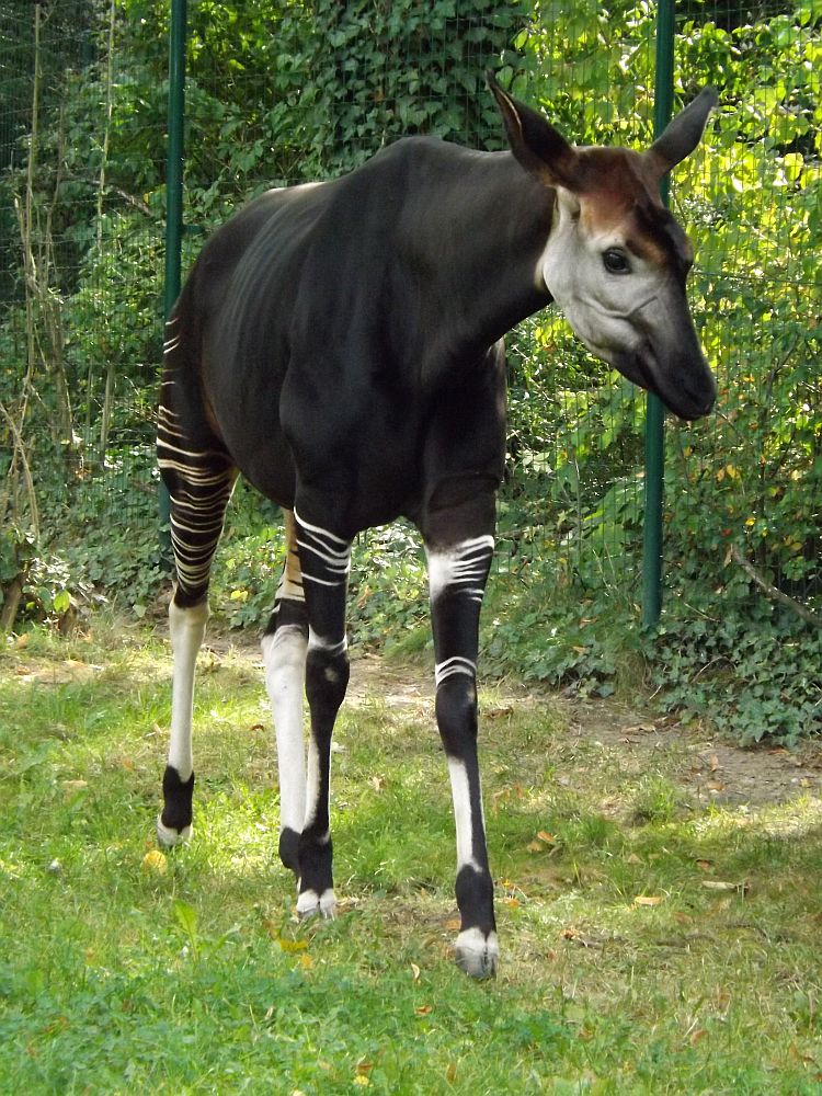 Okapi (Zoo Frankfurt)