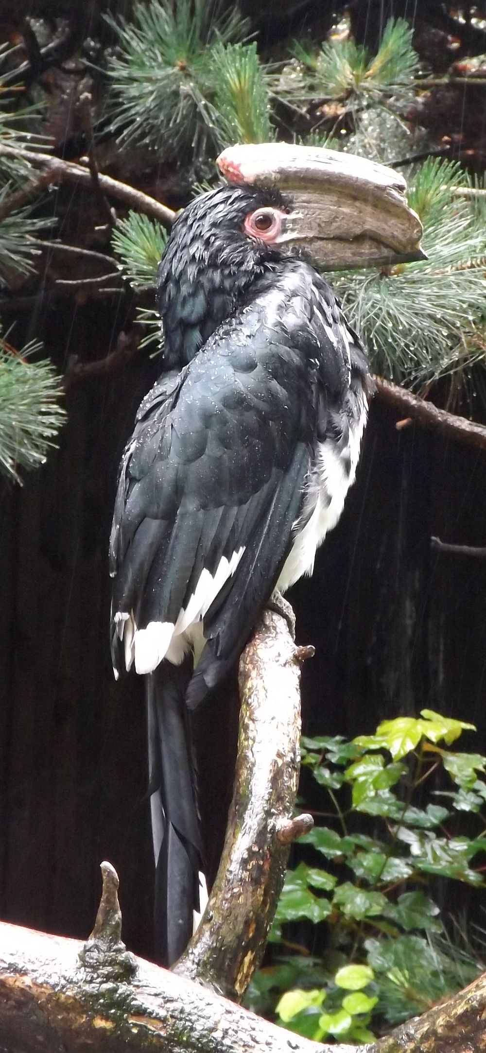 Trompeterhornvogel (Tiergarten Wels)