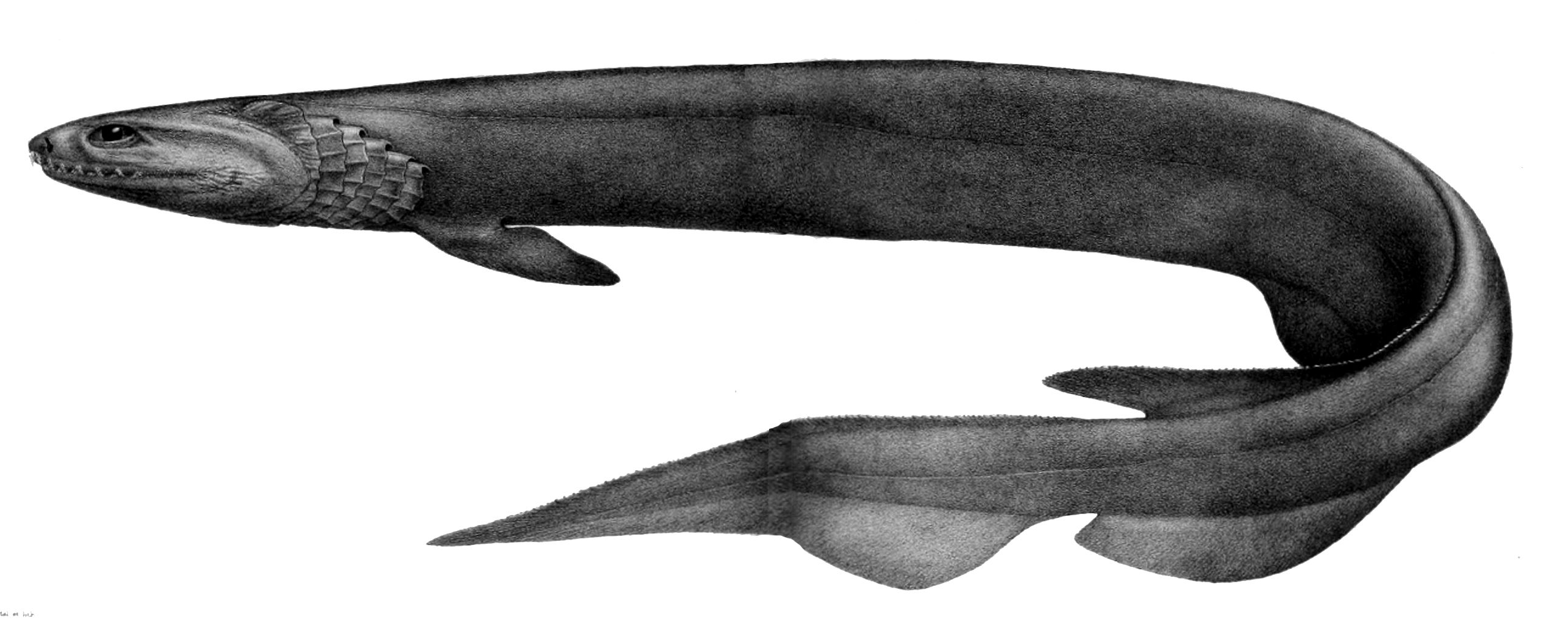 Kragenhai (A. C. L. G. Günther)