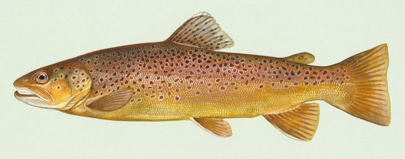 Bachforelle (Duane Raver,U. S. Fish and Wildlife Service )