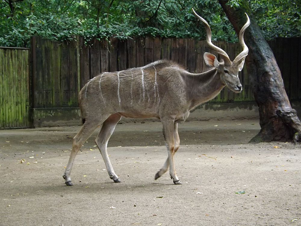 Großer Kudu (Zoo Duisburg)