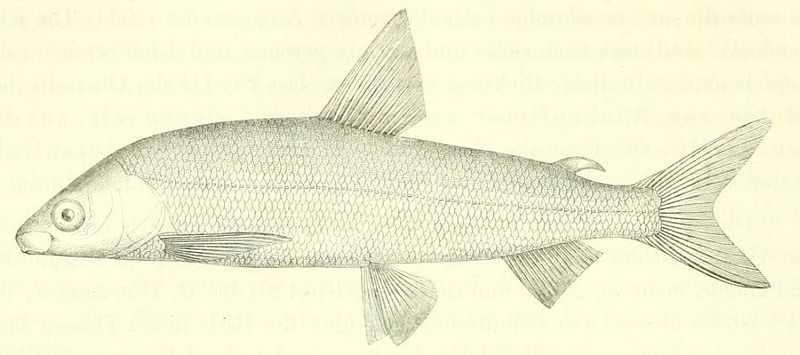 Bodenseekilch (Die Süsswasserfische der österreichischen Monarchie mit Rücksicht auf die angrenzenden Länder)