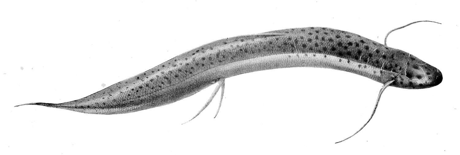 Kongo-Lungenfisch (Boulenger)