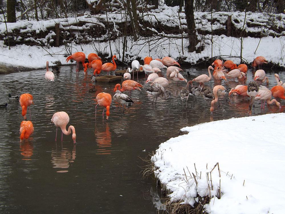 Flamingos im Schnee (Tierpark Hellabrunn)