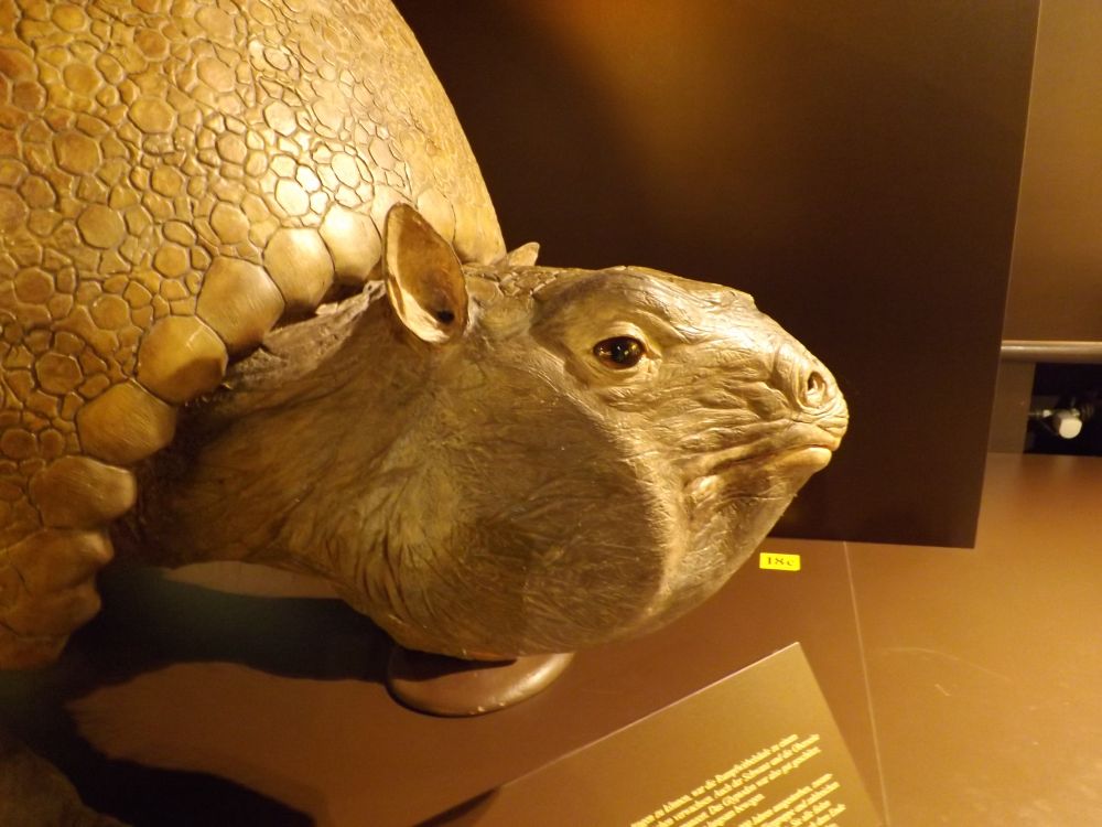 Glyptodon (Museum Mensch und Natur)