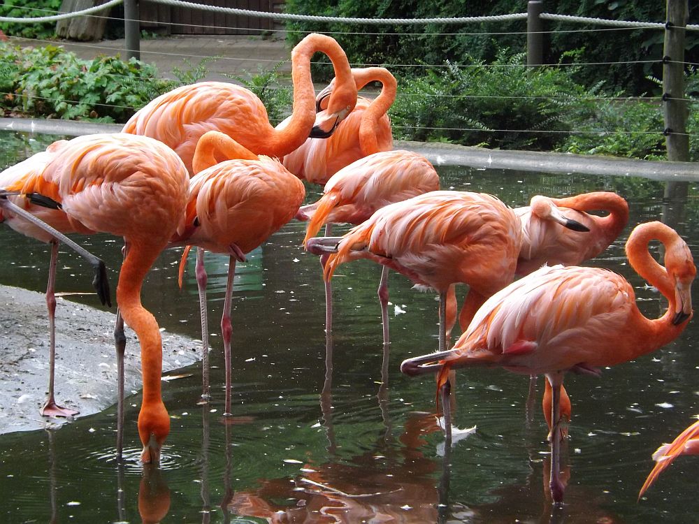 Roter Flamingo (Zoo Dresden)