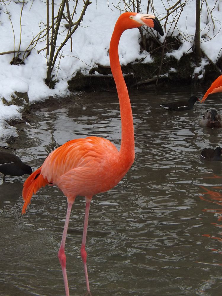 Roter Flamingo (Tierpark Hellabrunn)