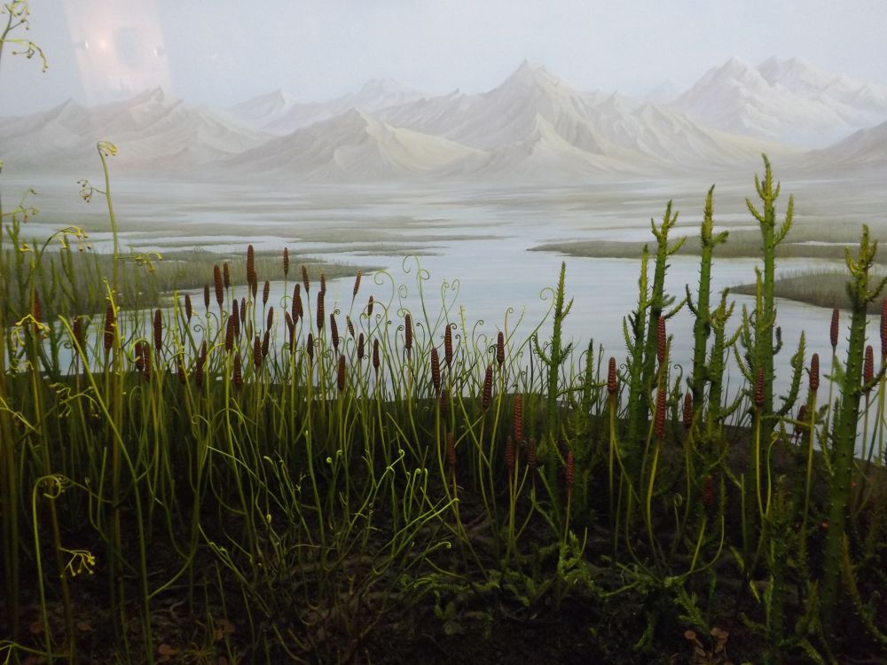 Diorama, Vor 400 Millionen Jahren, Erste Landpflanzen (Museum Mensch und Natur)