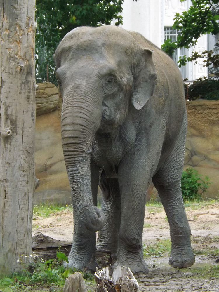 Asiatischer Elefant (Zoo Leipzig)