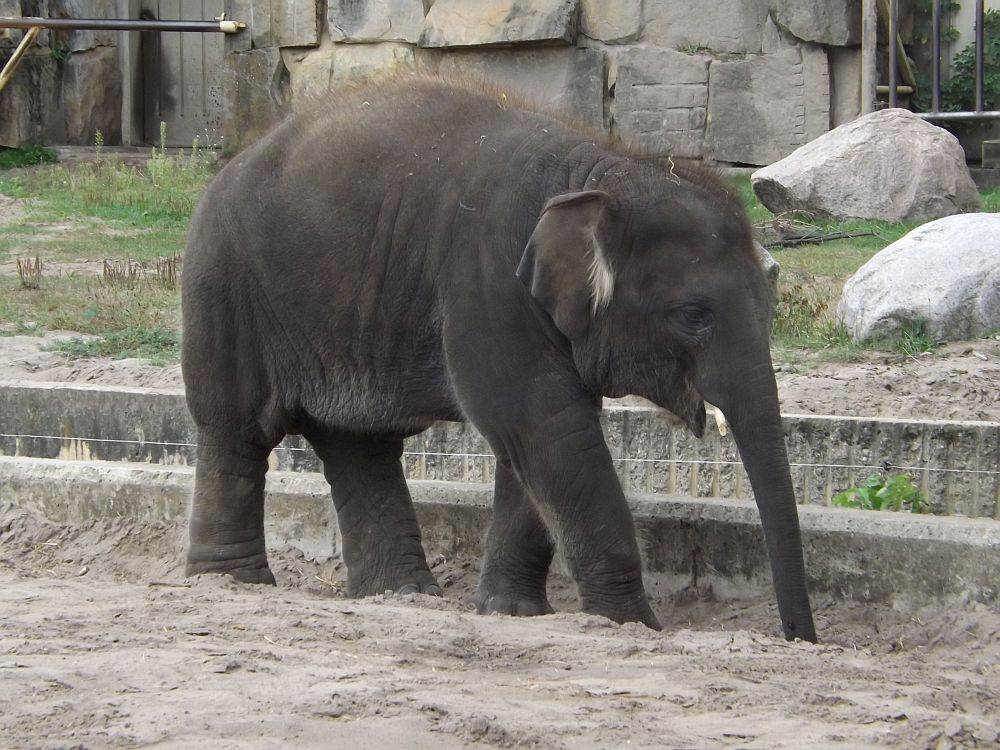Asiatischer Elefant (Tierpark Berlin)