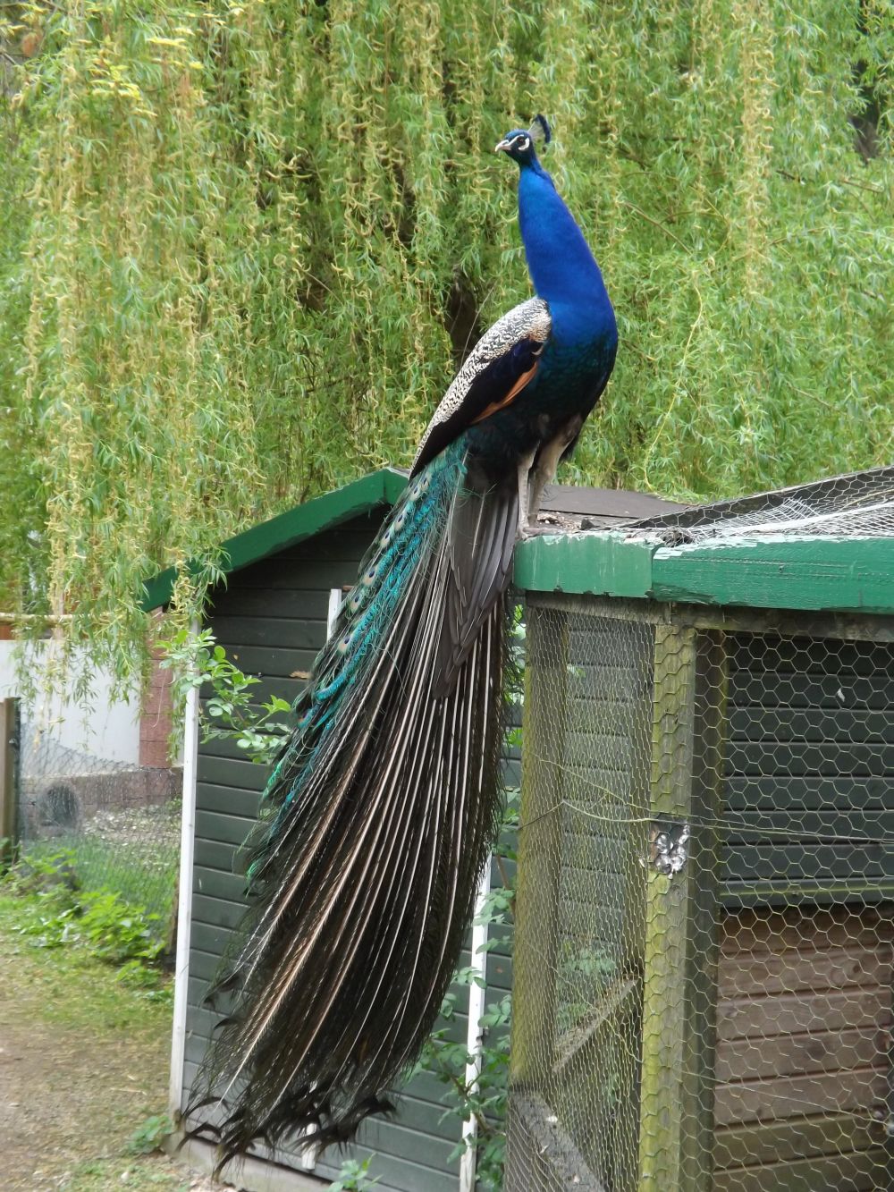 Blauer Pfau (Vogelpark Abensberg)