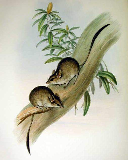 Springbeutelmaus (John Gould)