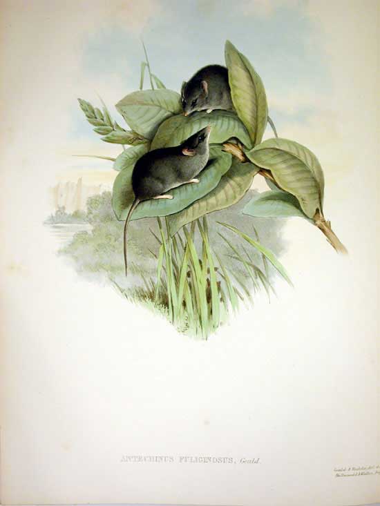 Kleine Schmalfußbeutelmaus (John Gould)