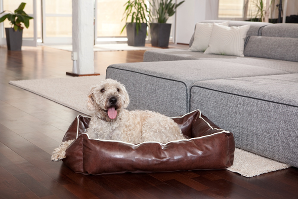 Eine Hundkorb-Bett Kombination ist bei vielen Hunden sehr beliebt