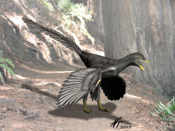 Archaeopteryx lithographica (© N. Tamura)