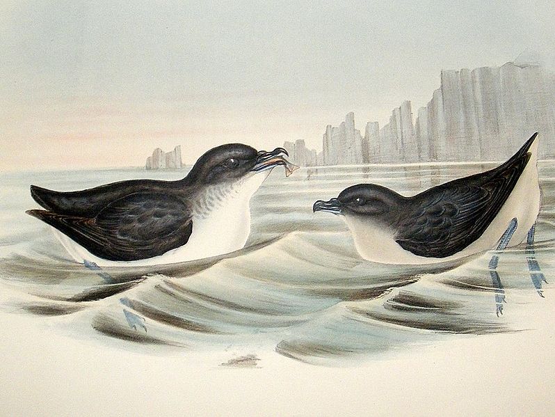 Lummensturmvogel (John Gould)