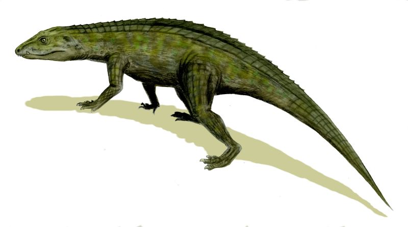 Protosuchus richardsoni (© N. Tamura)