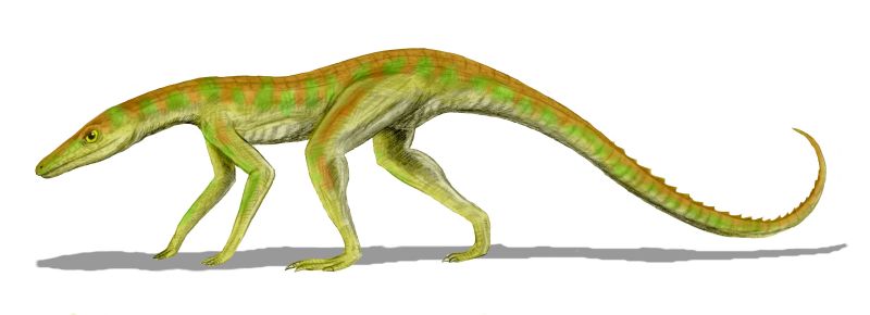 Terrestrisuchus gracilis, ein Vertreter der Sphenosuchia (© N. Tamura)