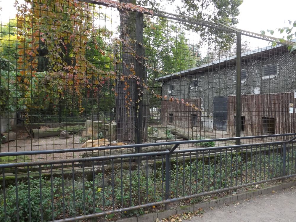 Löwenanlage (Zoo Hoyerswerda)