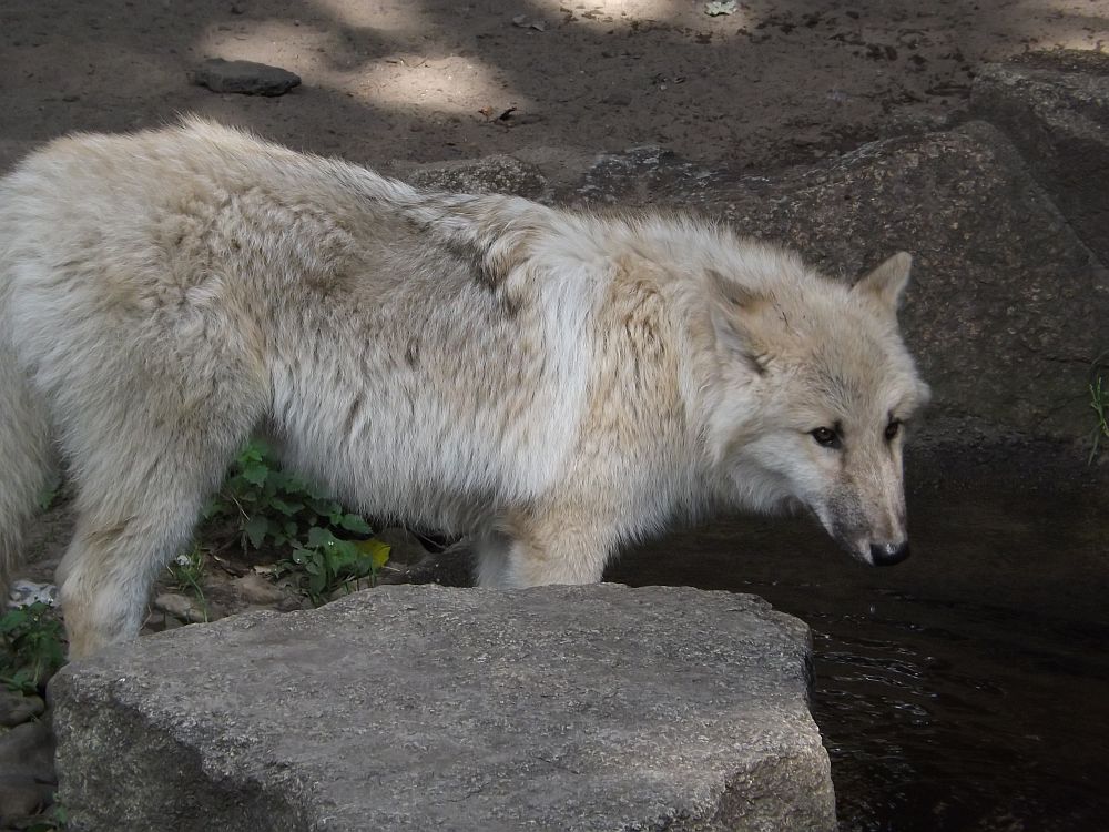 Wolf (Zoo Berlin)