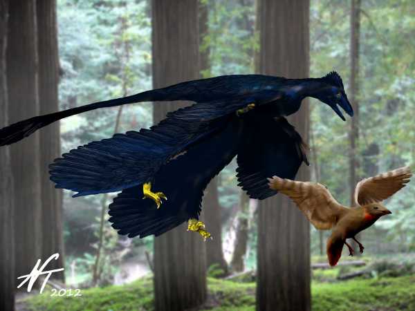 Microraptor zhaoianus (© N. Tamura)