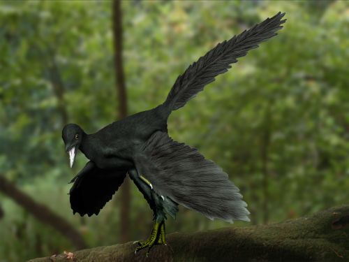 Archaeopteryx lithographica (© N. Tamura)