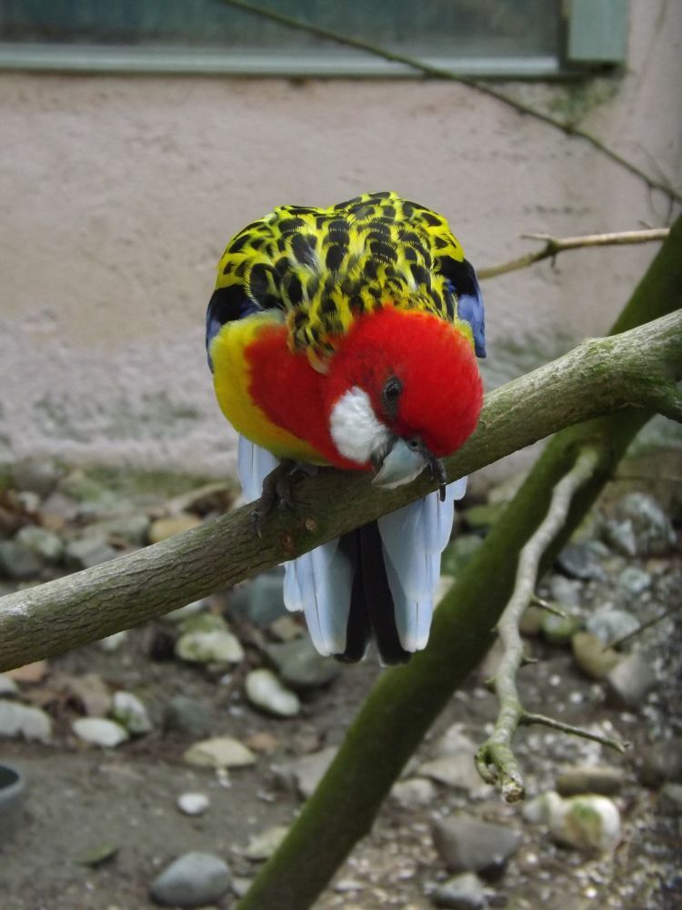 Prachtrosella (Vogelpark Abensberg)