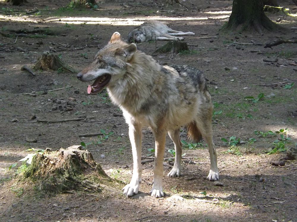 Wolf (Wildpark Poing)
