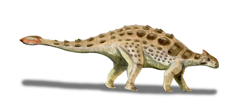 Ankylosaurus magniventris (© N. Tamura)