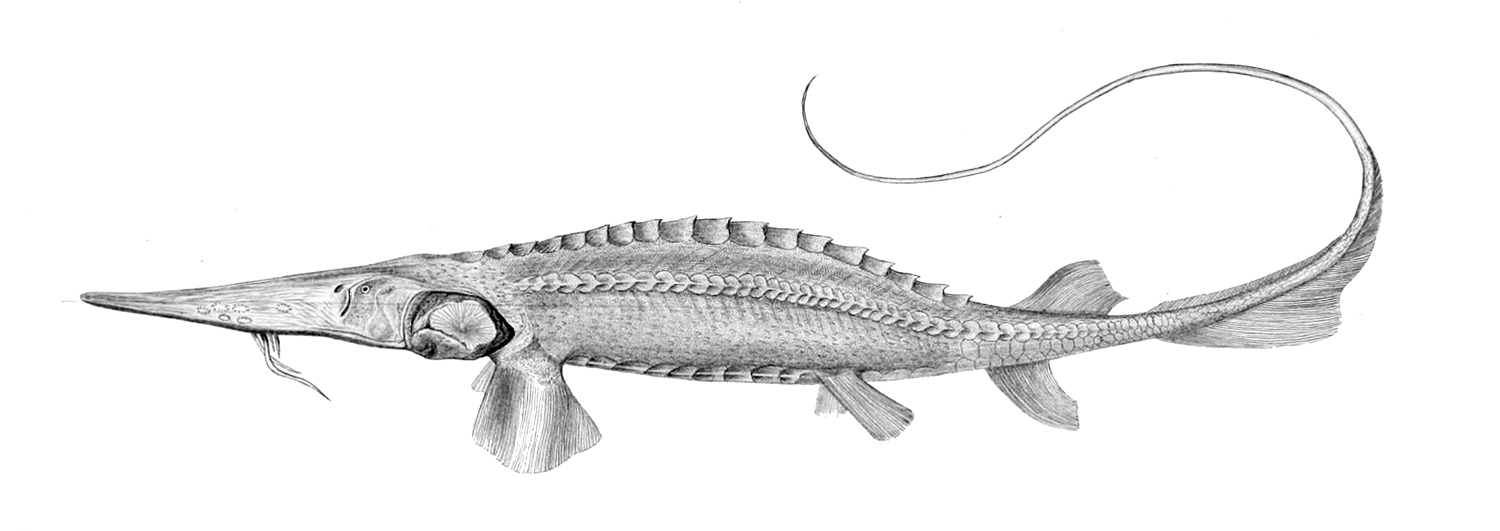 Syrdarja-Schaufelstör (Fishes of Turkestan)