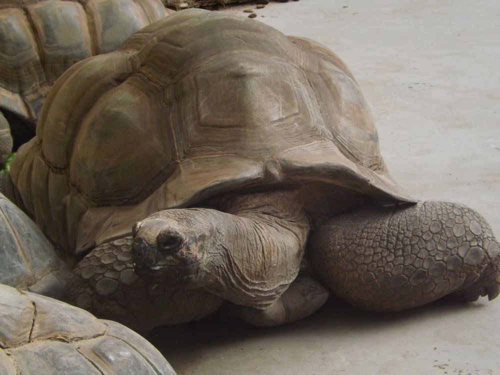 Aldabra-Schildkröte (Vivarium Darmstadt)