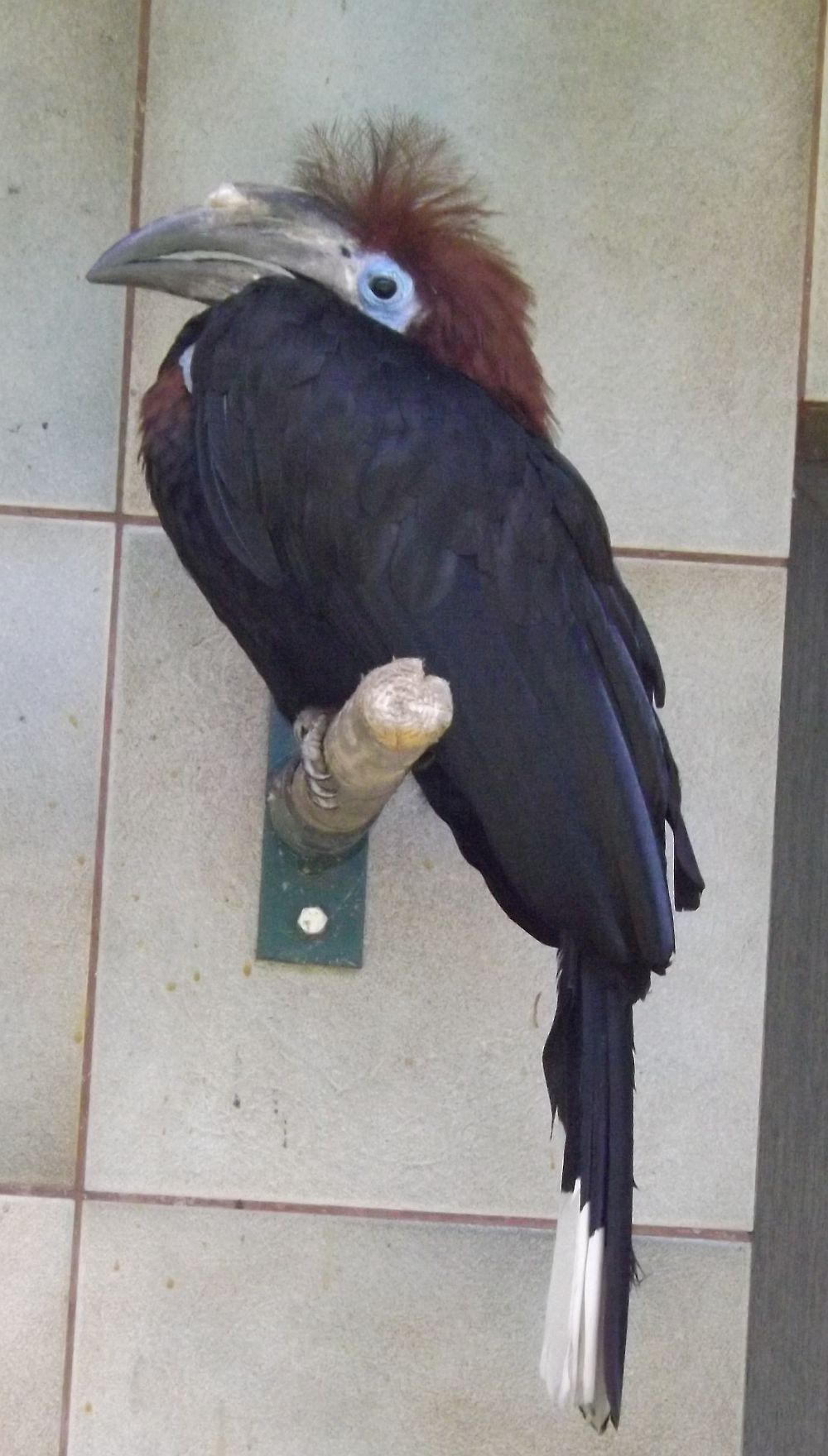 Keulenhornvogel (Raritätenzoo Ebbs)