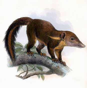 Rotschwanz-Spitzhörnchen (Joseph Wolf)