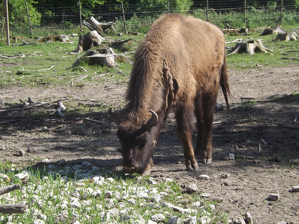 Wisent (Wildpark Poing)