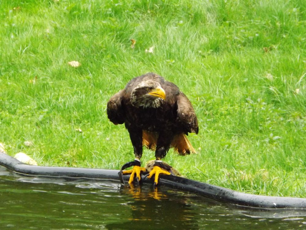 Seeadler (Vogelpark Abensberg)