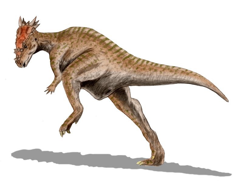 Dracorex hogwartsia (© N. Tamura)