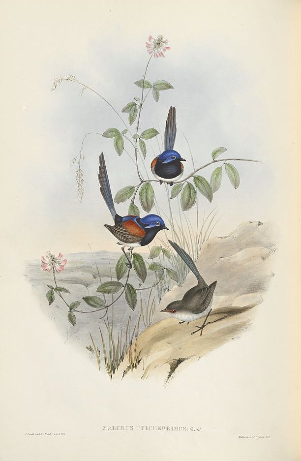 Blaubrust-Staffelschwanz (John Gould)