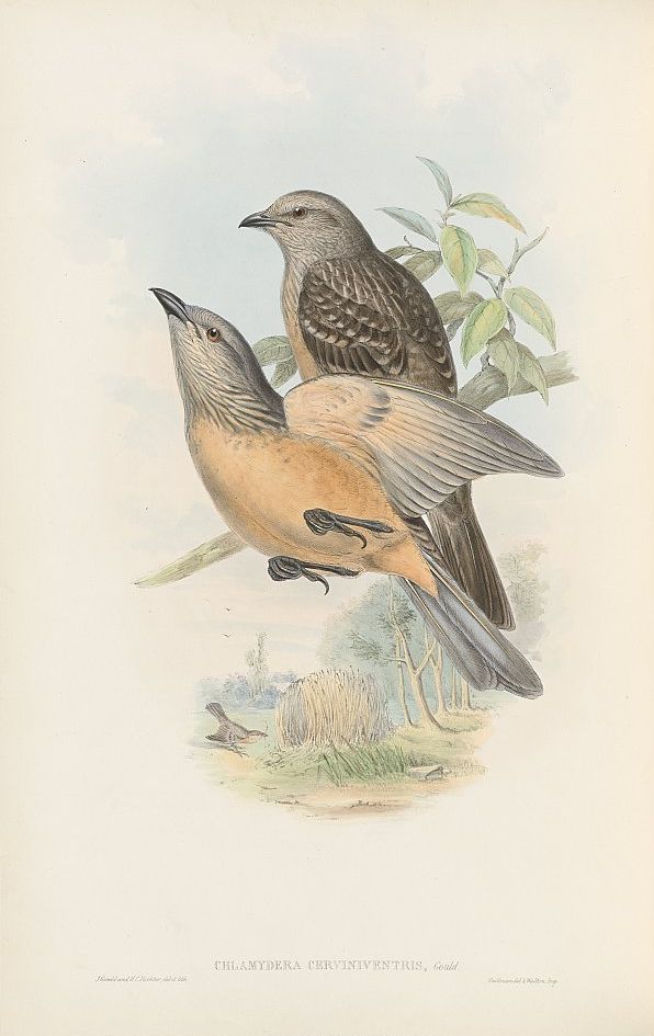 Braunbauch-Laubenvogel (John Gould)