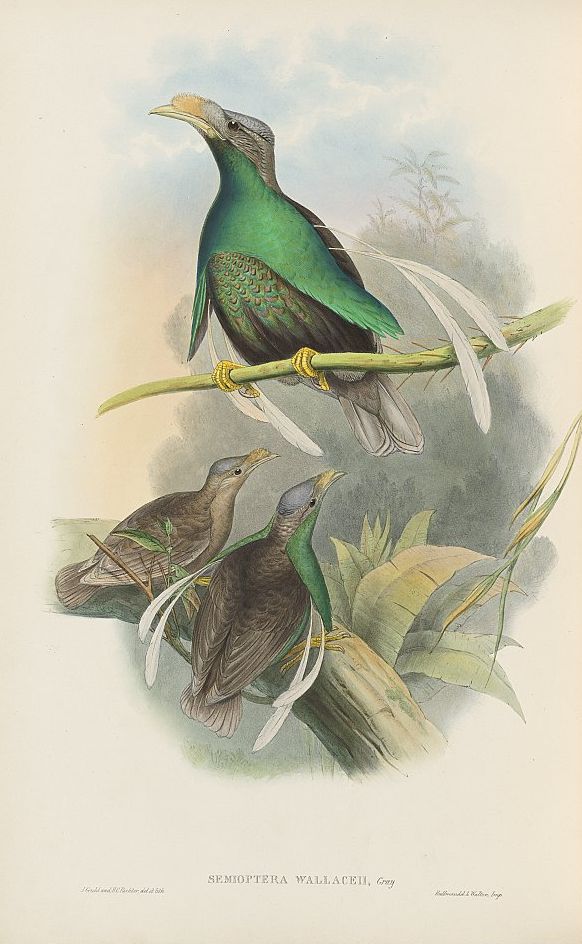 Bänder-Paradiesvogel (John Gould)