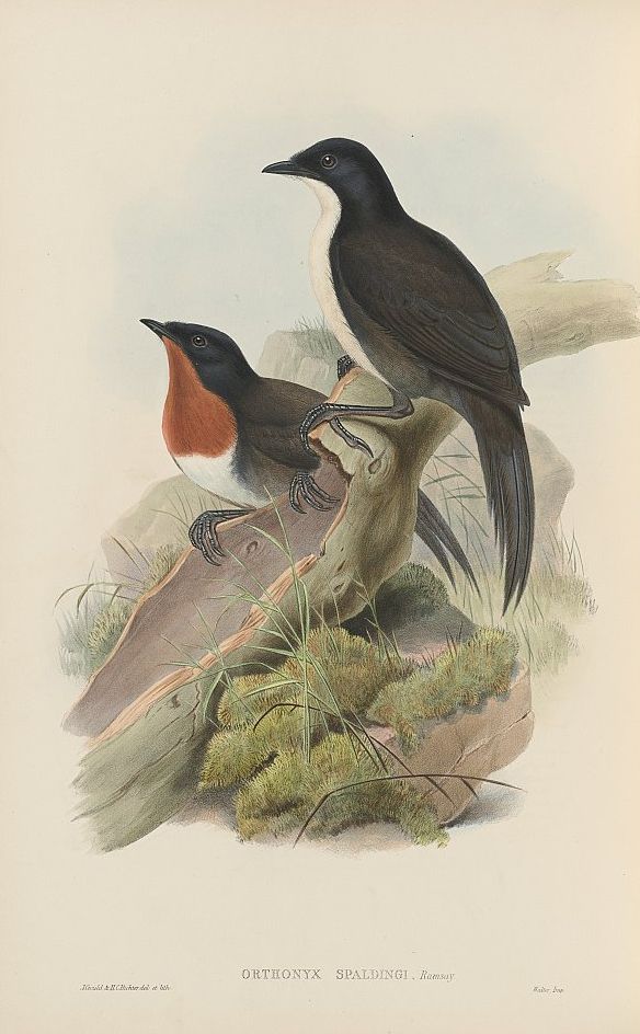 Schwarzkopf-Stachelschwanzflöter (John Gould)