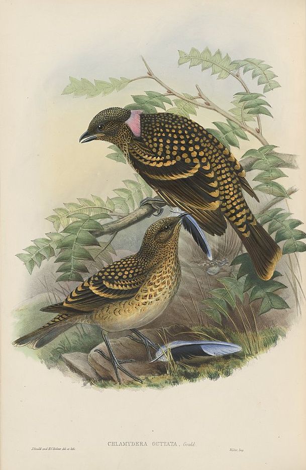 Tropfenlaubenvogel (John Gould)
