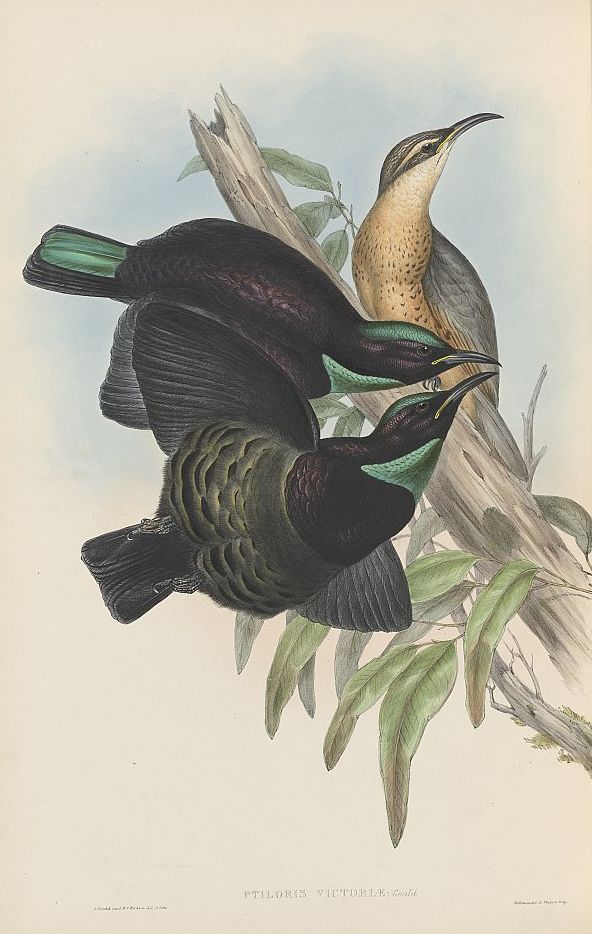 Victoria-Paradiesvogel (John Gould)
