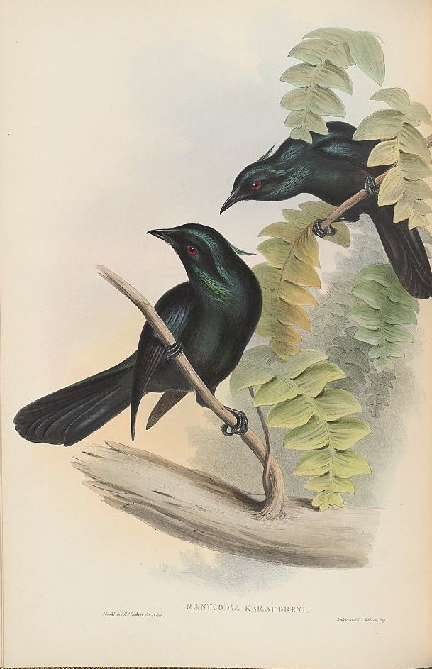 Trompeter-Paradiesvogel (John Gould)