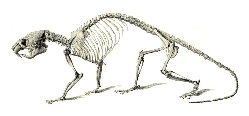 Mähnenratte, Skelett (Muséum d'histoire Naturelle)
