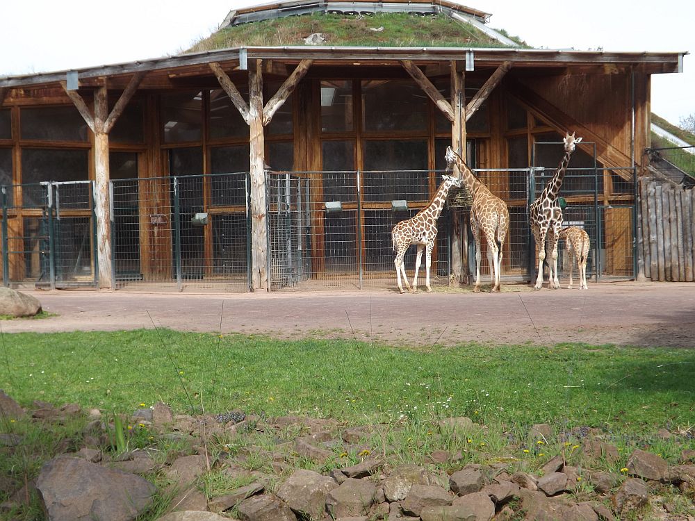 Giraffenanlage (Zoo Magdeburg)