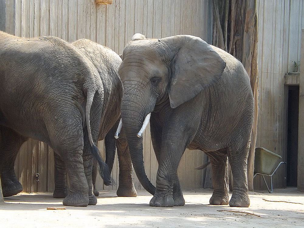 Afrikanischer Elefant (Zoo Dresden)