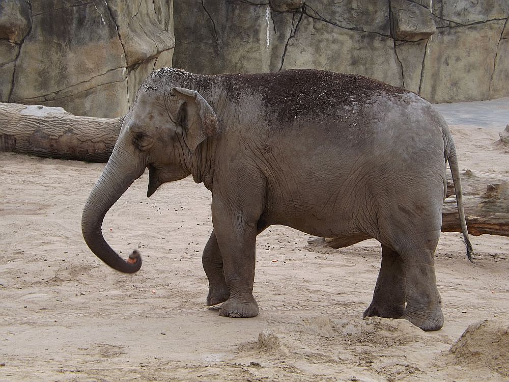 Asiatischer Elefant (Zoo Köln)